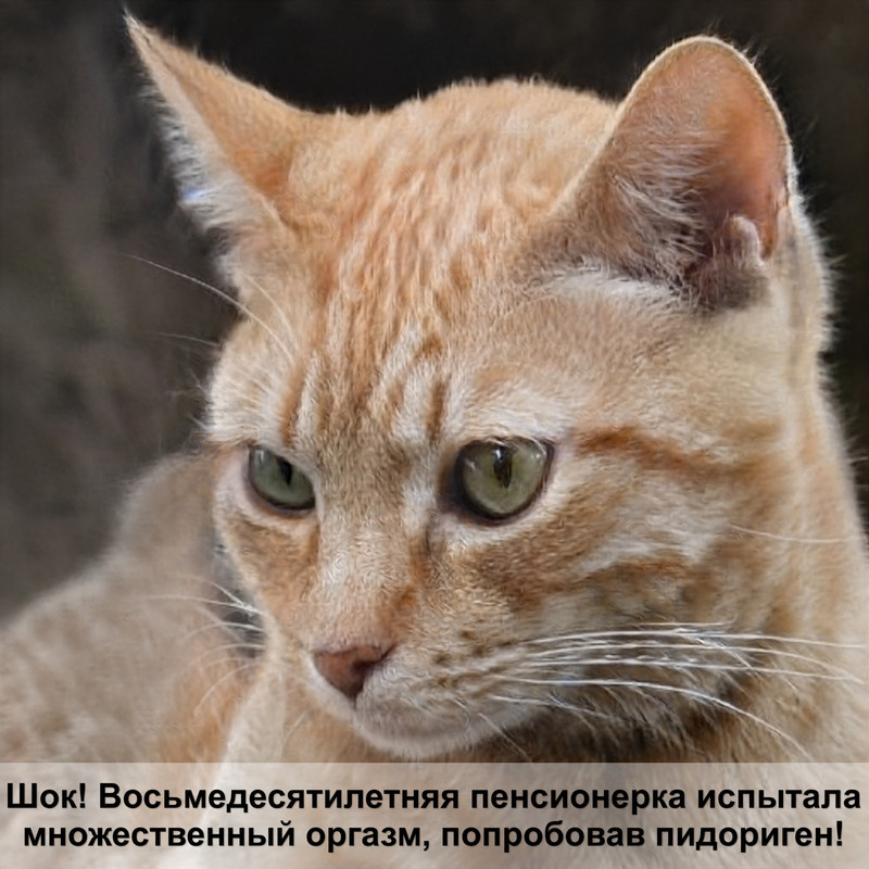 внутримышечная инъекция кошке